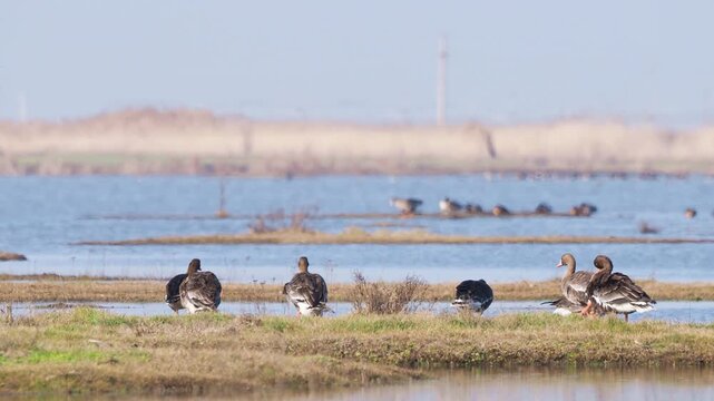 Greater white-fronted geese (Anser albifrons) on the feeding ground