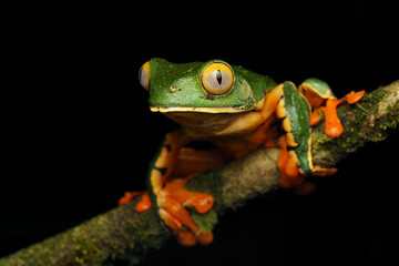 Fototapeta premium Sylvia's tree frog (Cruziohyla sylviae)