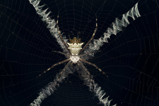 Orb weaver spider (Argiope submaronica)