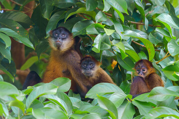 Geoffroy's spider monkey (Ateles geoffroyi) © Daniel Jara