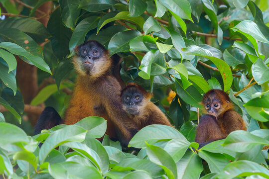 Geoffroy's spider monkey (Ateles geoffroyi)