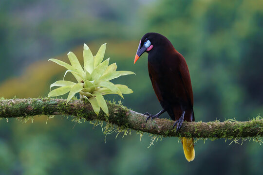 Montezuma oropendola (Psarocolius montezuma) on a branch