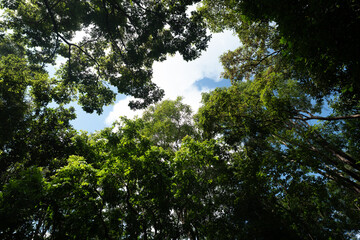 Obraz premium Earth Day eco concept with tropical forest background, natural forestation preservation scene with canopy tree in the wild, concept on sustainability and environmental renewable