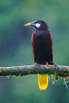 Montezuma oropendola (Psarocolius montezuma) on a branch