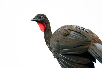 Fototapeta premium Crested guan (Penelope purpurascens)
