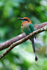 Obraz premium Broad-billed motmot (Electron platyrhynchum)