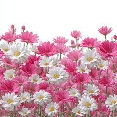 Pink And White Cosmos Flowers On White Background