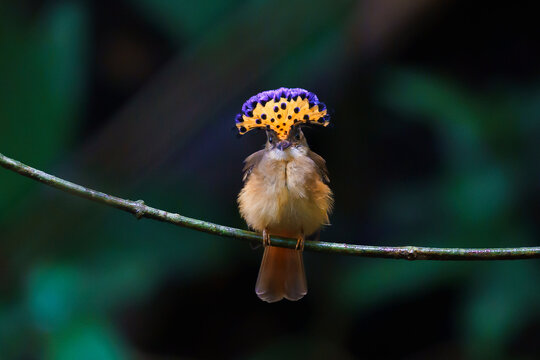 Tropical royal flycatcher (Onychorhynchus coronatus)