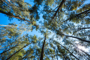 Fototapeta premium Earth Day eco concept with tropical forest background, natural forestation preservation scene with canopy tree in the wild, concept on sustainability and environmental renewable