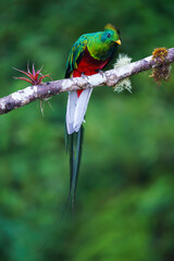 Fototapeta premium Resplendent quetzal (Pharomachrus mocinno)