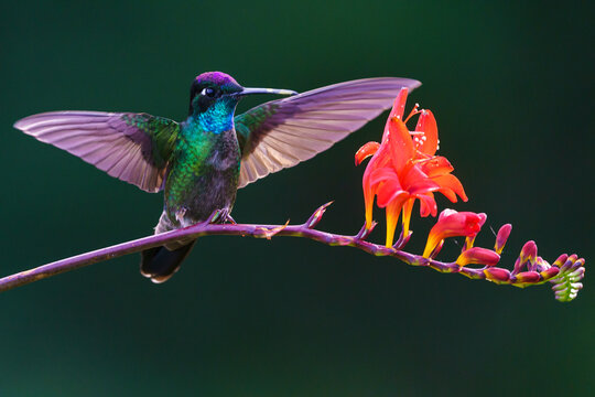 Hummingbird. Los Quetzales National Park