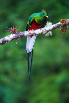 Resplendent quetzal (Pharomachrus mocinno)