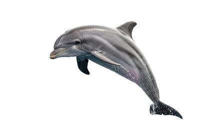 Isolated dolphin jumping, streamlined body, marine mammal, intelligence, aquatic life