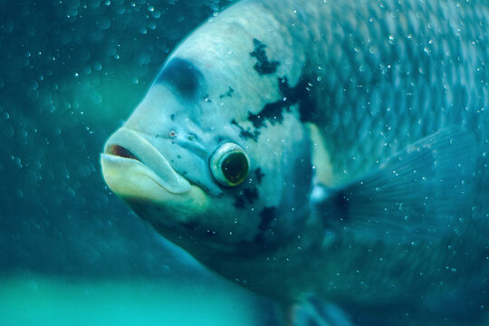 A close-up profile shot of a Pearl Spot Cichlid (Etroplus suratensis) swimming serenely underwater in India, surrounded by shimmering light particles and bubbles.