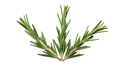 Fototapeta premium Isolated Herb bunch of fresh rosemary, a culinary condiment and aromatic evergreen shrub