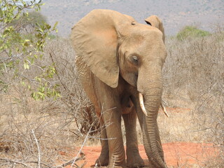 Elefante in Kenya, Africa © Fighter031418
