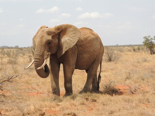 Elefante in Kenya, Africa © Fighter031418