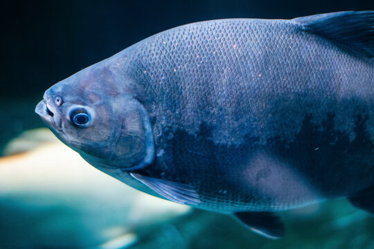 A dark-bodied Black Pacu fish swims underwater. This detailed close-up, captured in an Indian aquarium, showcases its prominent scales against deep blue water.