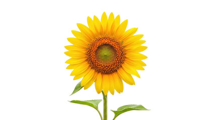 Obraz premium Isolated vibrant sunflower with stem and leaves, close up of bloom with green and orange hues