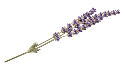 Isolated lavender sprig for aromatherapy design, perfumery ingredient in cosmetics nature © Solene