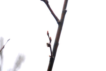 Minimalist macro shot of small tree buds on a brown branch against a clean white background. Early spring nature awakening and botanical detail.