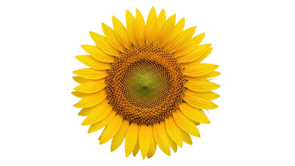 Fototapeta premium Isolated vibrant yellow sunflower head, with brown center, in full bloom, natural beauty