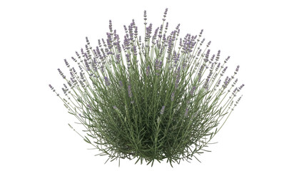 Isolated herbaceous plant, lavender bush, light purple flowers, fragrant stems, garden element © Solene