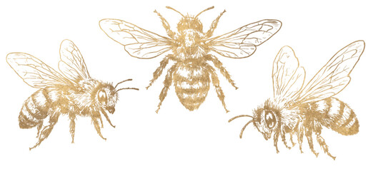 Set of decorative golden bees in vintage engraving style. Detailed hand drawn insect illustrations isolated on white background for packaging, labels, logos and luxury design © Julia