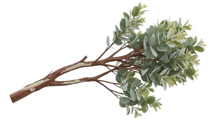 Isolated eucalyptus branch for flower arrangement, floral design, wedding decorations © Solene