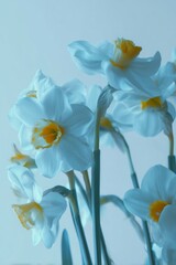 Fototapeta premium Delicate white daffodils with golden centers. Soft blue tint enhances floral elegance. Petals curve gently upward toward light. Stems stand slender, slightly blurred in depth