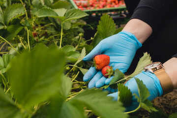 Fototapeta premium Erdbeeren werden auf dem Feld geerntet