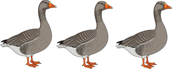 Domestic goose bird vector illustration set featuring farm poultry standing goose wildlife animal detailed nature clipart collection © Sumon Creative