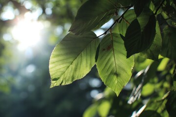 Morning Sunlight Filters Through Green Leaves Covered in Dew Drops