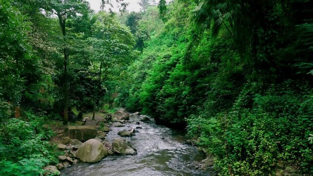 Lush tropical river flowing through a green forest with rocks and boulders in East Java, Indonesia