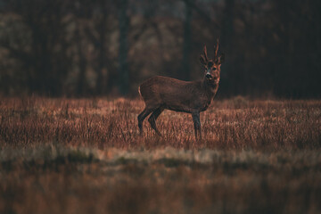chevreuil d'europe © Benjamin