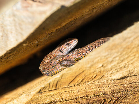 A Common Lizard Sunbathing on a Sunny Spring Day