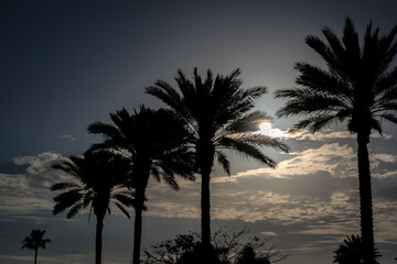 Whispers of Dawn Beneath the Palms