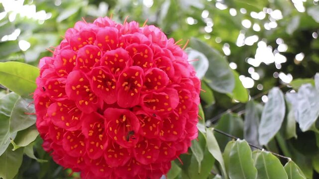 Bee in Ashoka flowers blossom, stock footage