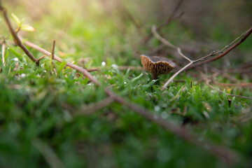 Obraz premium A lonely ripe mushroom on the lawn. after rain or in the morning, dew drops on the grass. Lighting soft, diffused, penetrating through branches creating a warm light falling from the upper left corner
