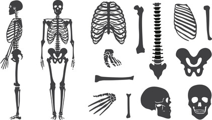 Human skeleton icons, anatomy vector, bone clipart, skull design, rib cage, spine illustration, pelvis graphic, medical symbol, biology art, education logo