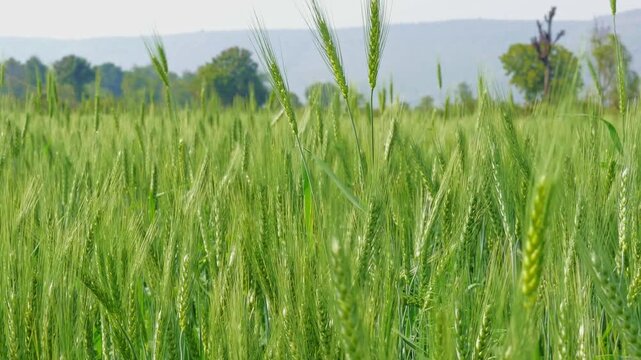 Static wide view of green wheat field as a strong gust of wind bends and sways stalks together, rippling motion across grain heads with distant hills and trees softly blurred.