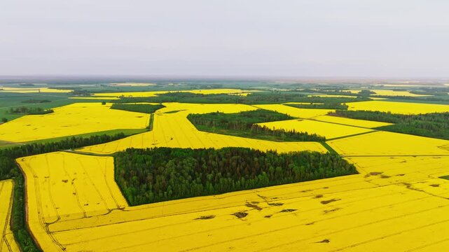 Yellow rapeseed fields, green forest islands form striking geometric patterns