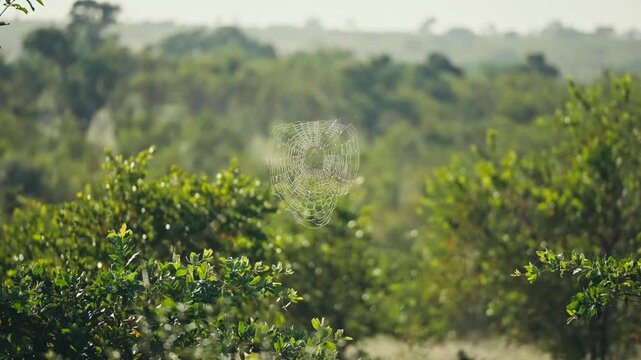 Golden orb spider web illuminated by early morning sunlight while camera tracks past in African bush showing delicate orb web structure in natural habitat
