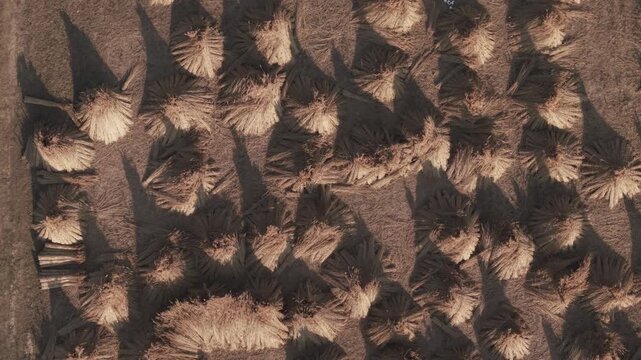 Top down drone view of numerous haystacks scattered across a dry agricultural field.