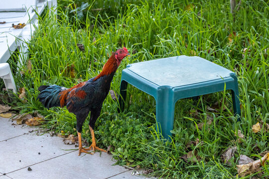 Turkish Hint fighter rooster standing in a garden. Professional portrait of a purebred oriental gamefowl with red and black plumage. Authentic domestic bird in a rural yard in Antalya, Turkey.