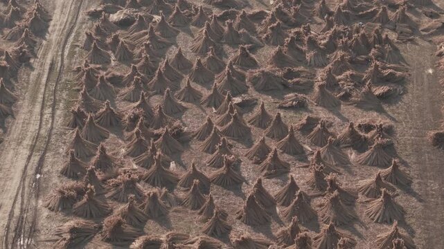 High angle drone shot of numerous conical haystacks neatly arranged across a dry agricultural field.