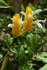 Fototapeta premium Fleur de pachystachys jaune, panache d'officier