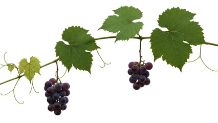 Naklejka premium Isolated grapevine with ripe grapes and green leaves on a branch, autumn harvest food