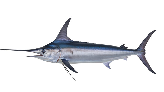 Isolated Swordfish, a large, predatory billfish, with a long, flat bill and a pointed dorsal fin