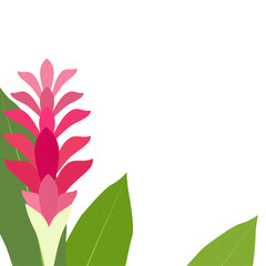 Square banner material featuring  a red ginger flower on a white background